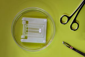 MIT engineers have developed a new spring (shown in Petri dish)