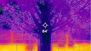 Thermal image of a tree in Chavis Park