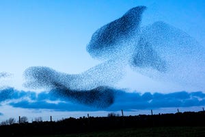 Like flocks of birds, the 'smart swarms' are trained to move as one