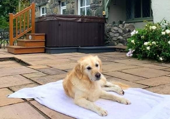Brynteg Lakeside Cottage dog