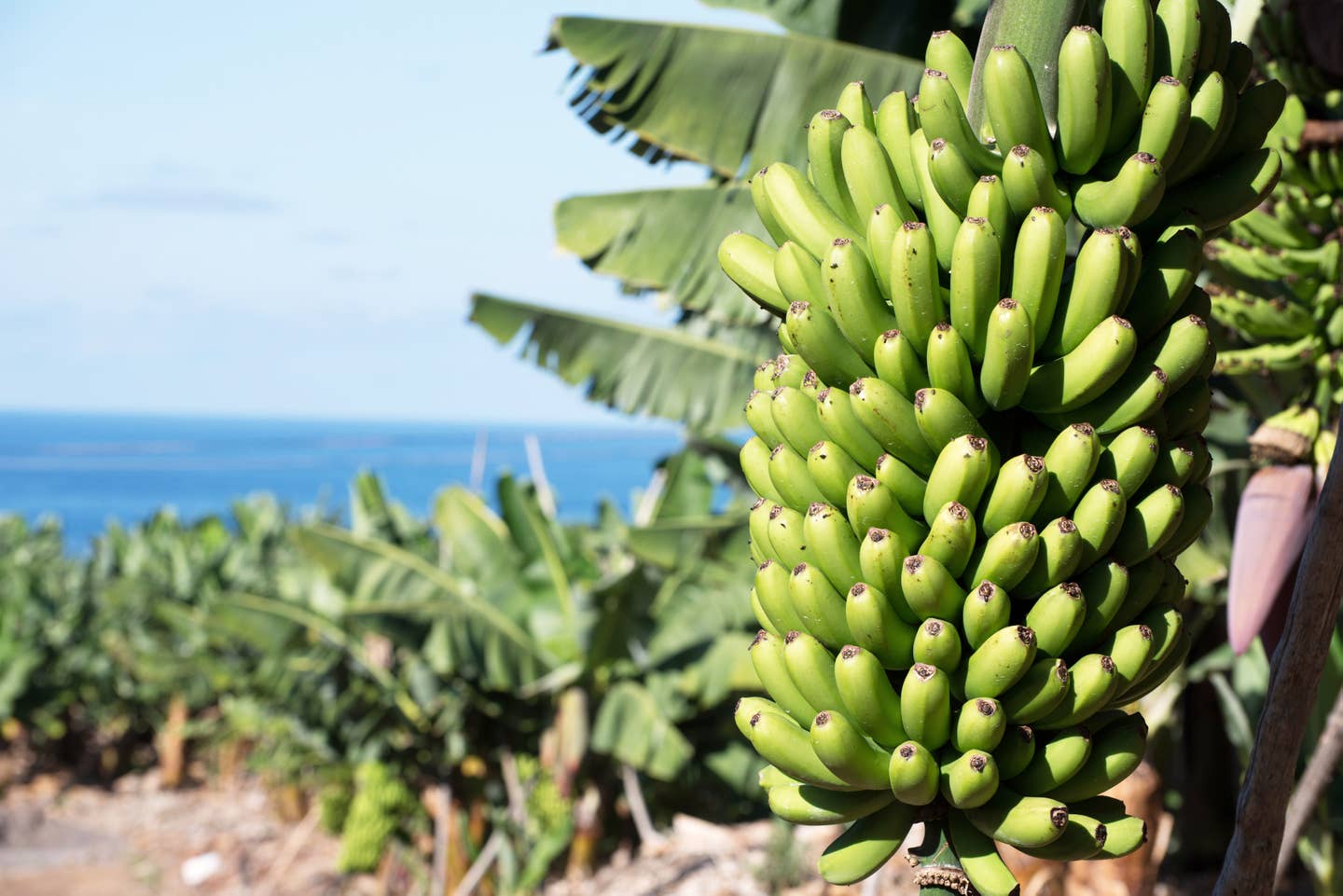 Bananenstaude auf La Pama mit Meer im Hintergrund