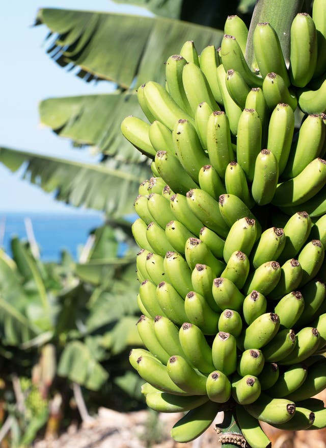 La Palma Bananier sur La Pama avec la mer en arrière-plan