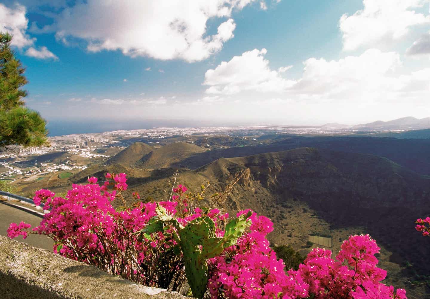 Bougainvillea auf Gran Canaria