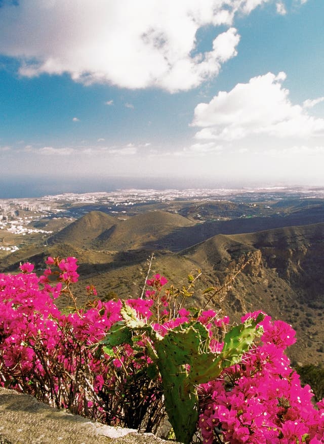 Kanaren Bougainvillea auf Gran Canaria