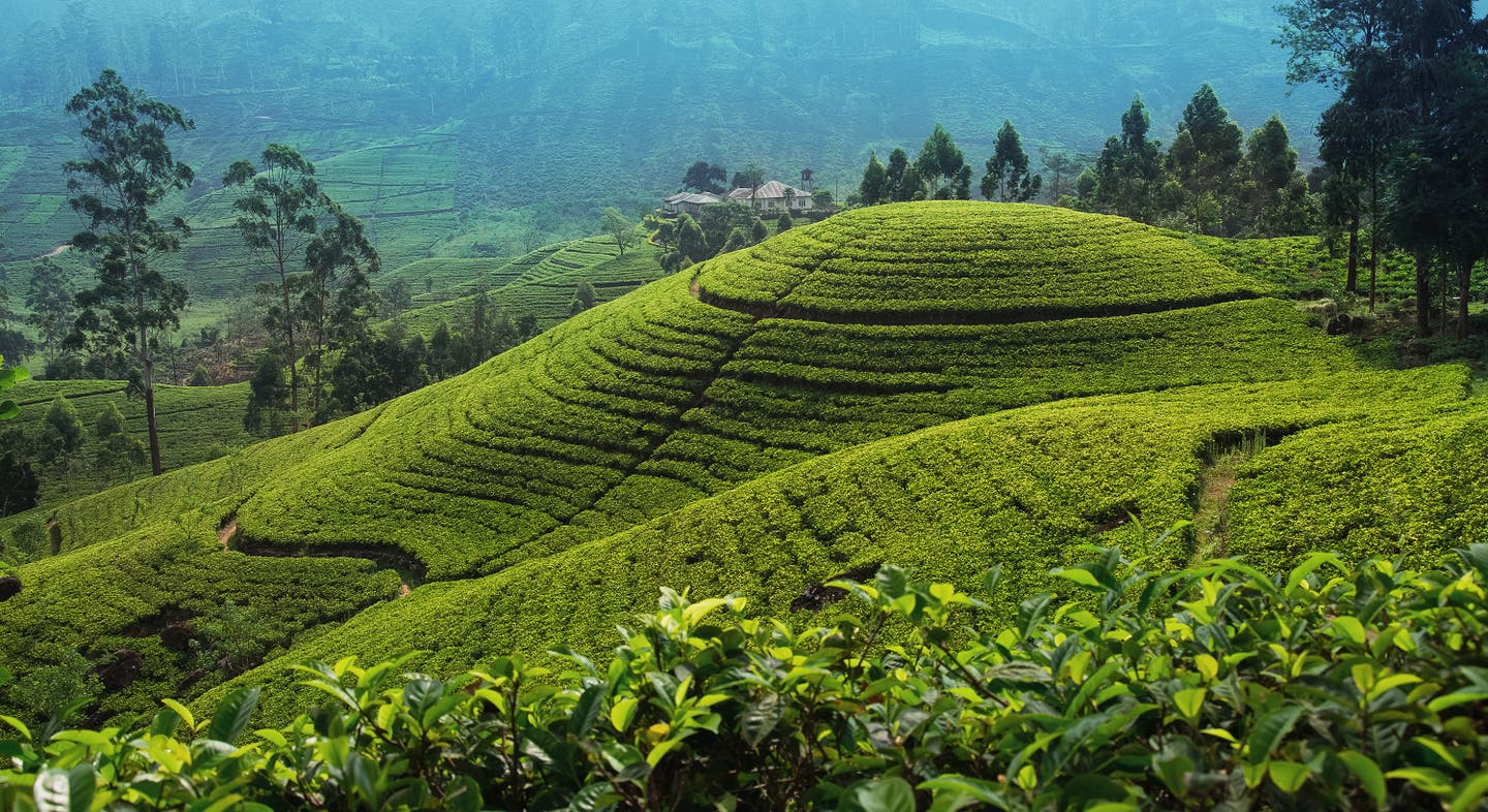 Tee Plantage in Asien