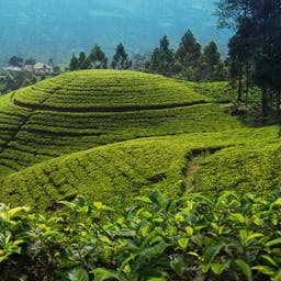 HT_SRI_tea_plantation_near_nuwara_eliya.jpg