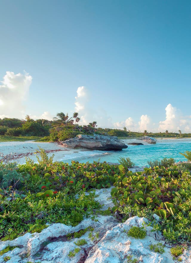Mexique Plage du Mexique avec sable et plantes vertes