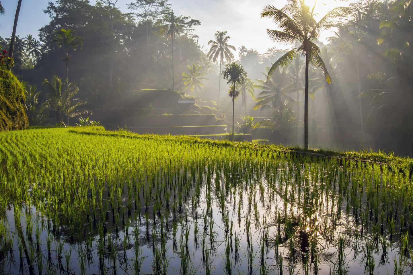 Tegalalang Reiseterassen auf Bali