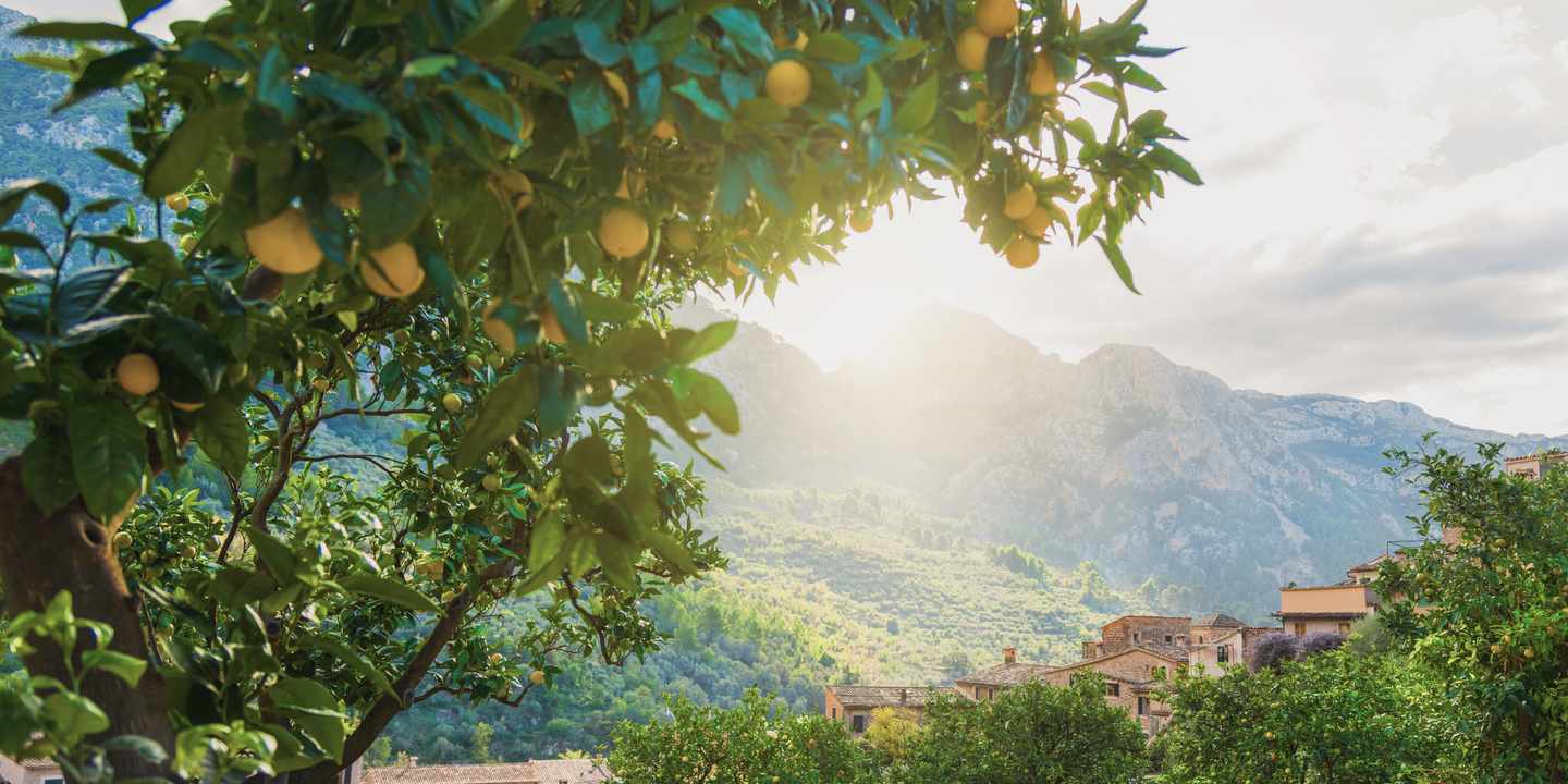 Mallorca Urlaub: Ein Mandelbaum vor dem Panorama der Serra de Tramuntana