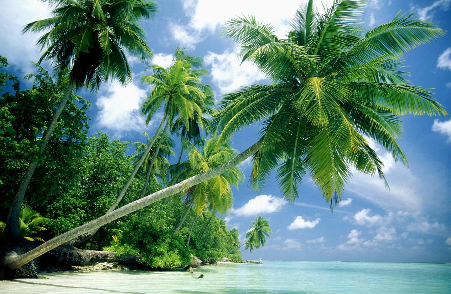 Palmenstrand auf den Malediven
