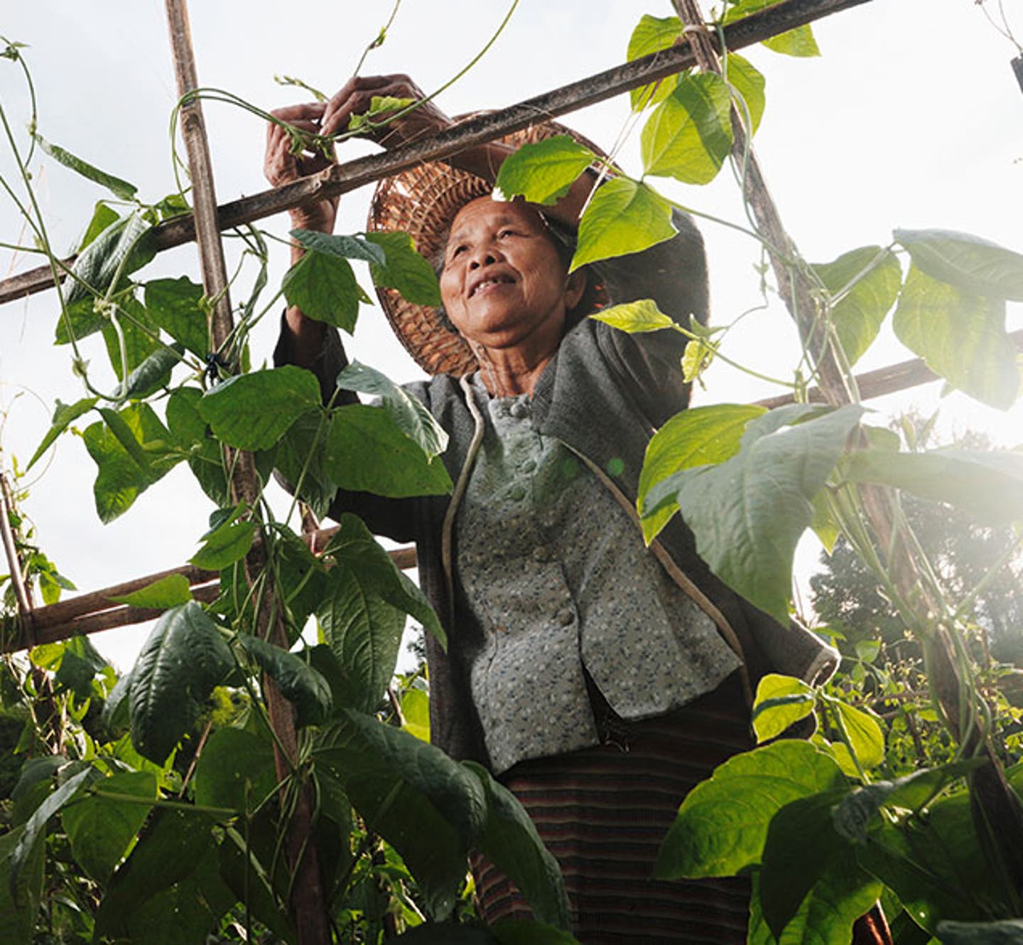 Frau, die auf Plantage arbeitet