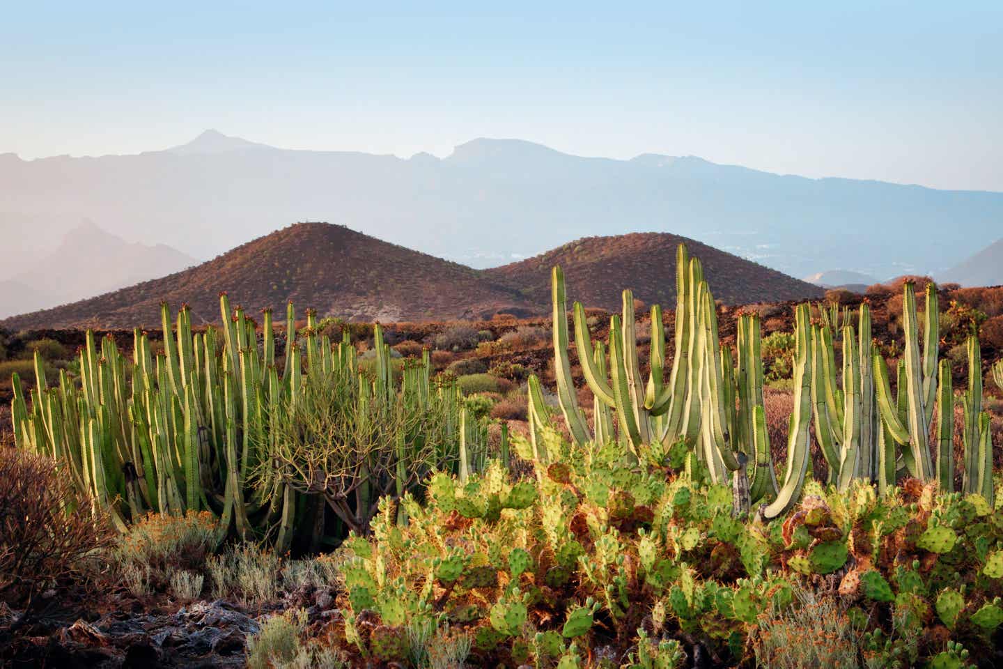 Blick auf Fuerteventura