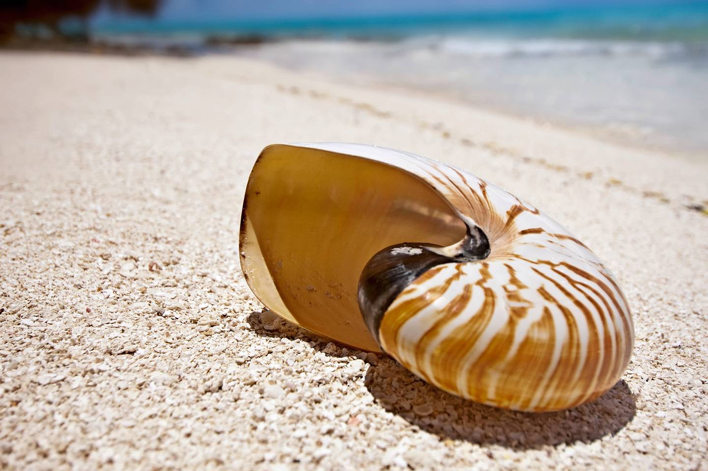 Muscheln auf den Malediven