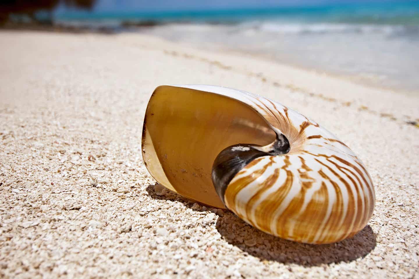 Muschel am Strand, Malediven