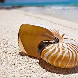 MLE_00300_Beach_Shellxx_001.jpg