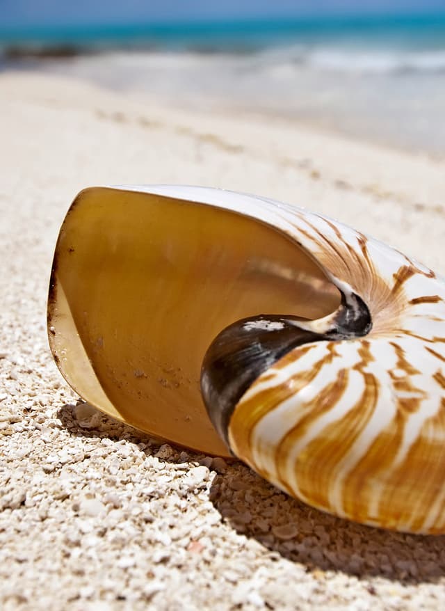 All Inclusive Malediven Muscheln auf den Malediven