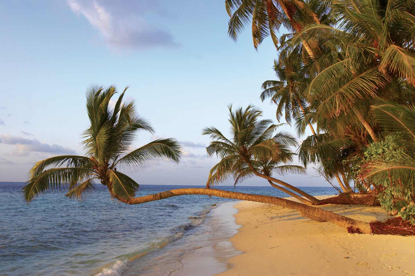 Strand mit Palmen auf dem Malediven