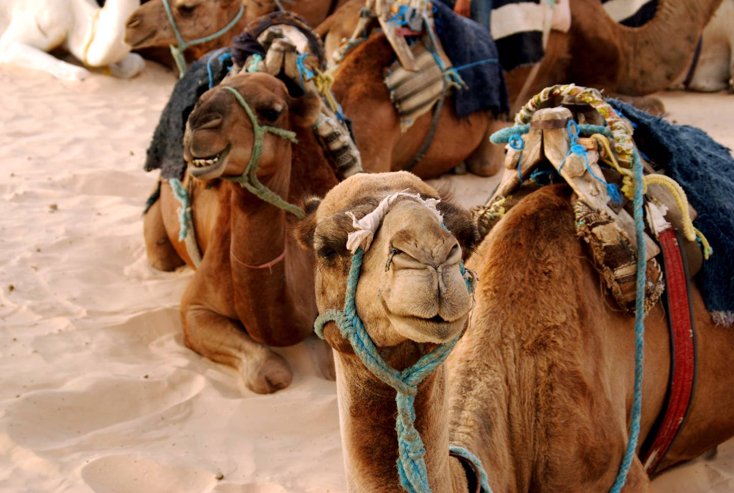 Arabische Kamele Arabische Kamele