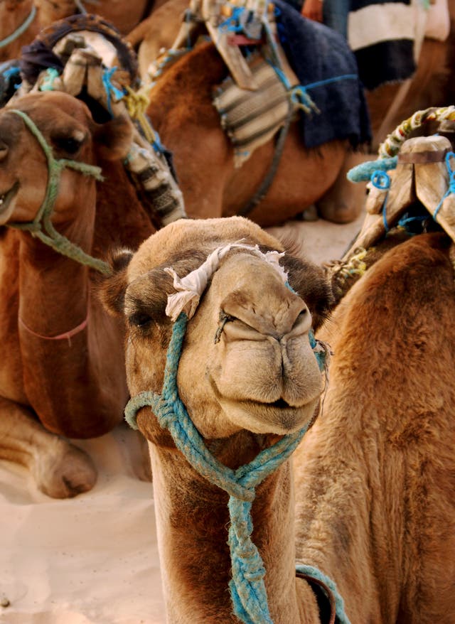 Fujairah Arabische Kamele