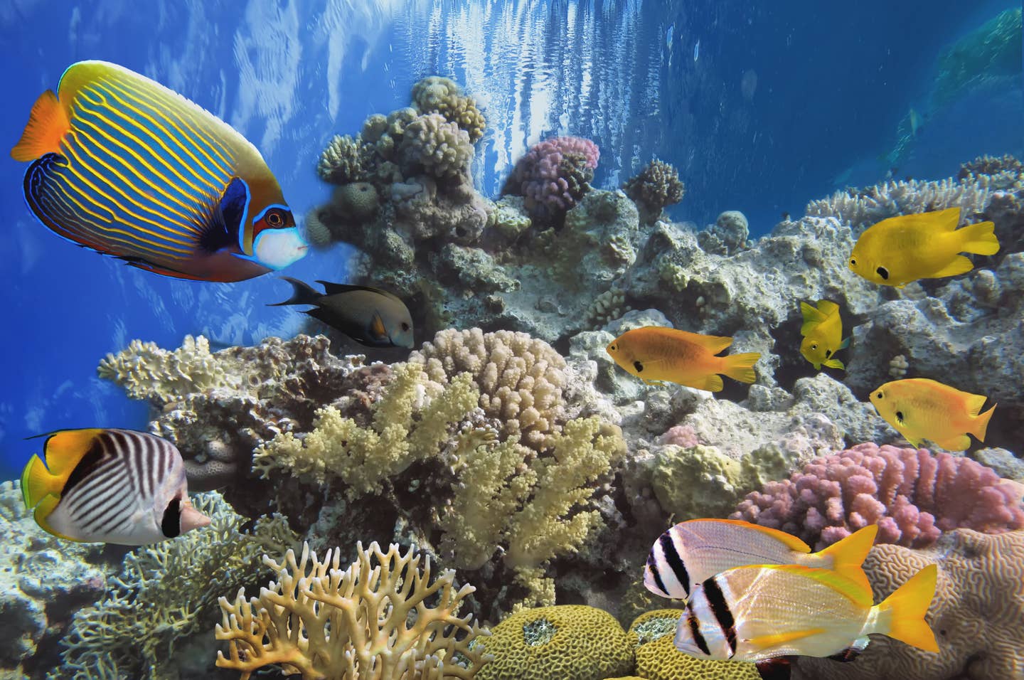 Marsa Alam - Plongée