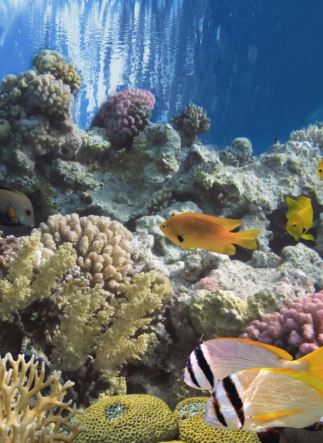 Marsa Alam/El Quseir Marsa Alam - Plongée
