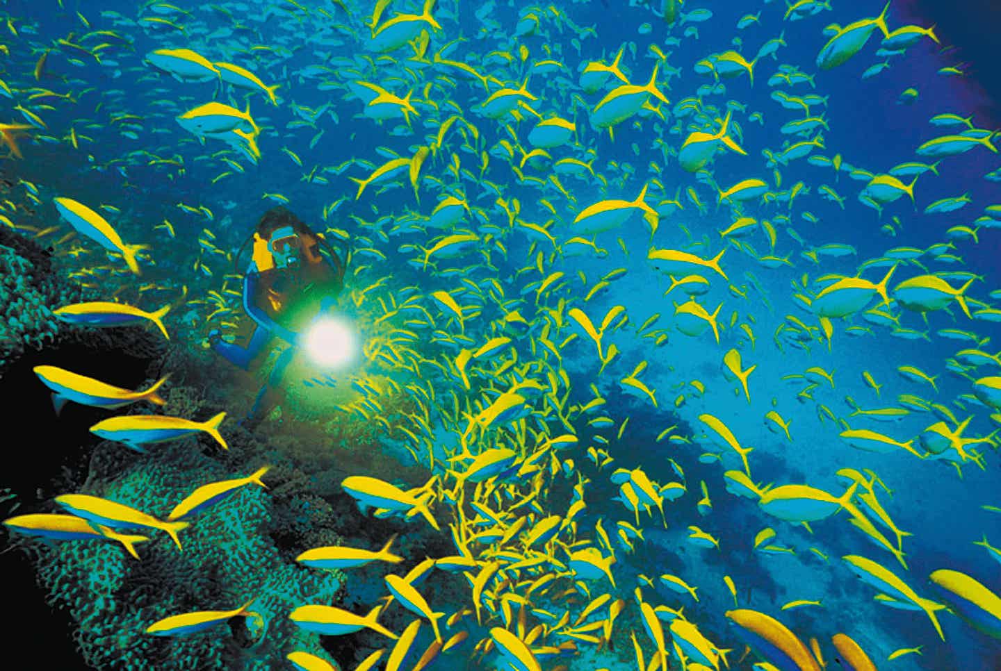 Fische und Unterwasserwelt, Malediven