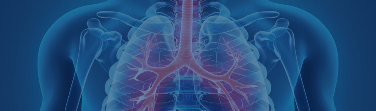 Man sieht einen Brustkorb (Thorax).