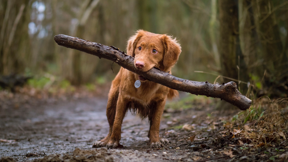 Dog in woods