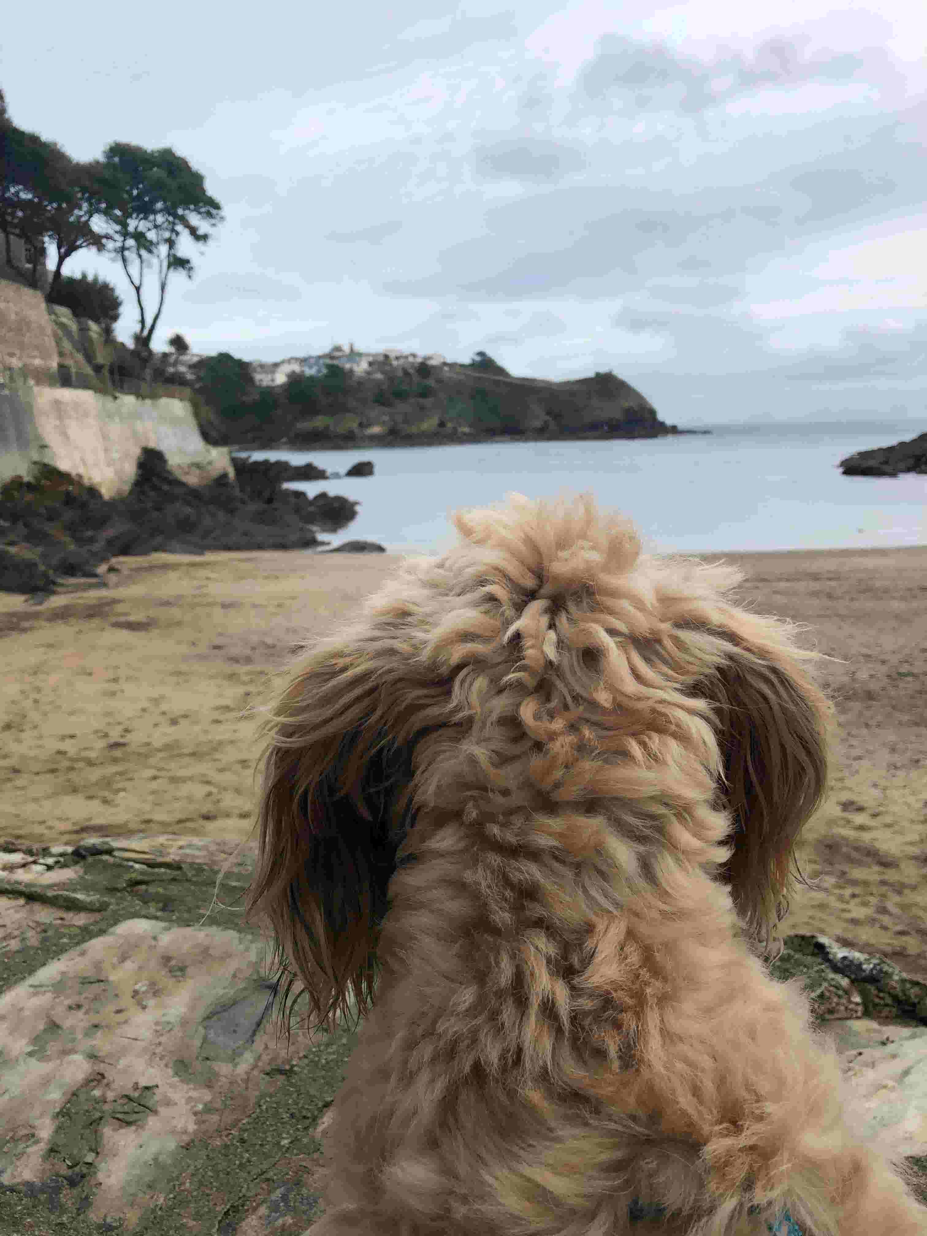 Dog looking over dog-friendly Readymoney Cove in Cornwall
