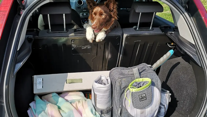 A dog in the boot of a car with luggage