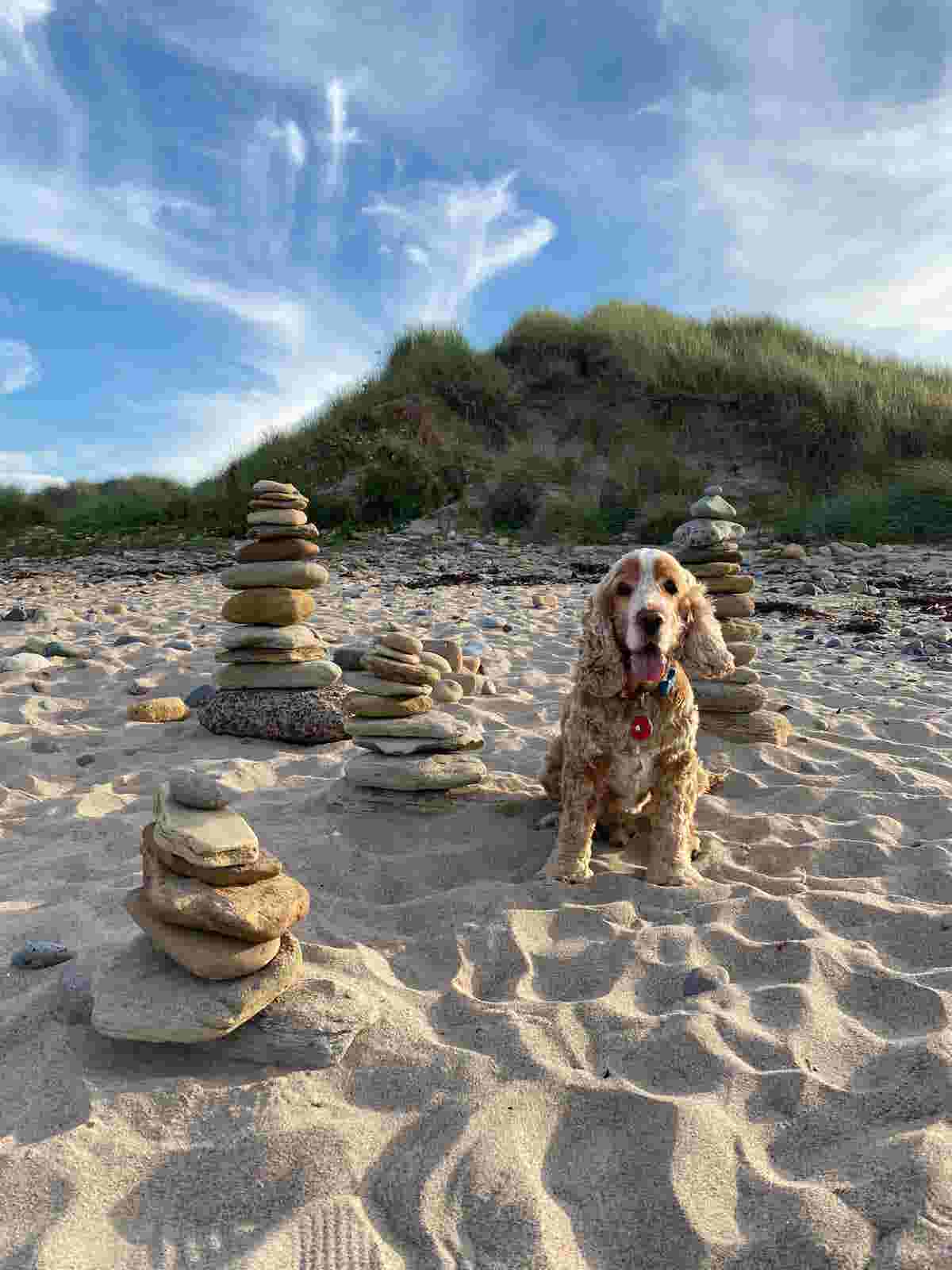 Oscar on Amble Beach