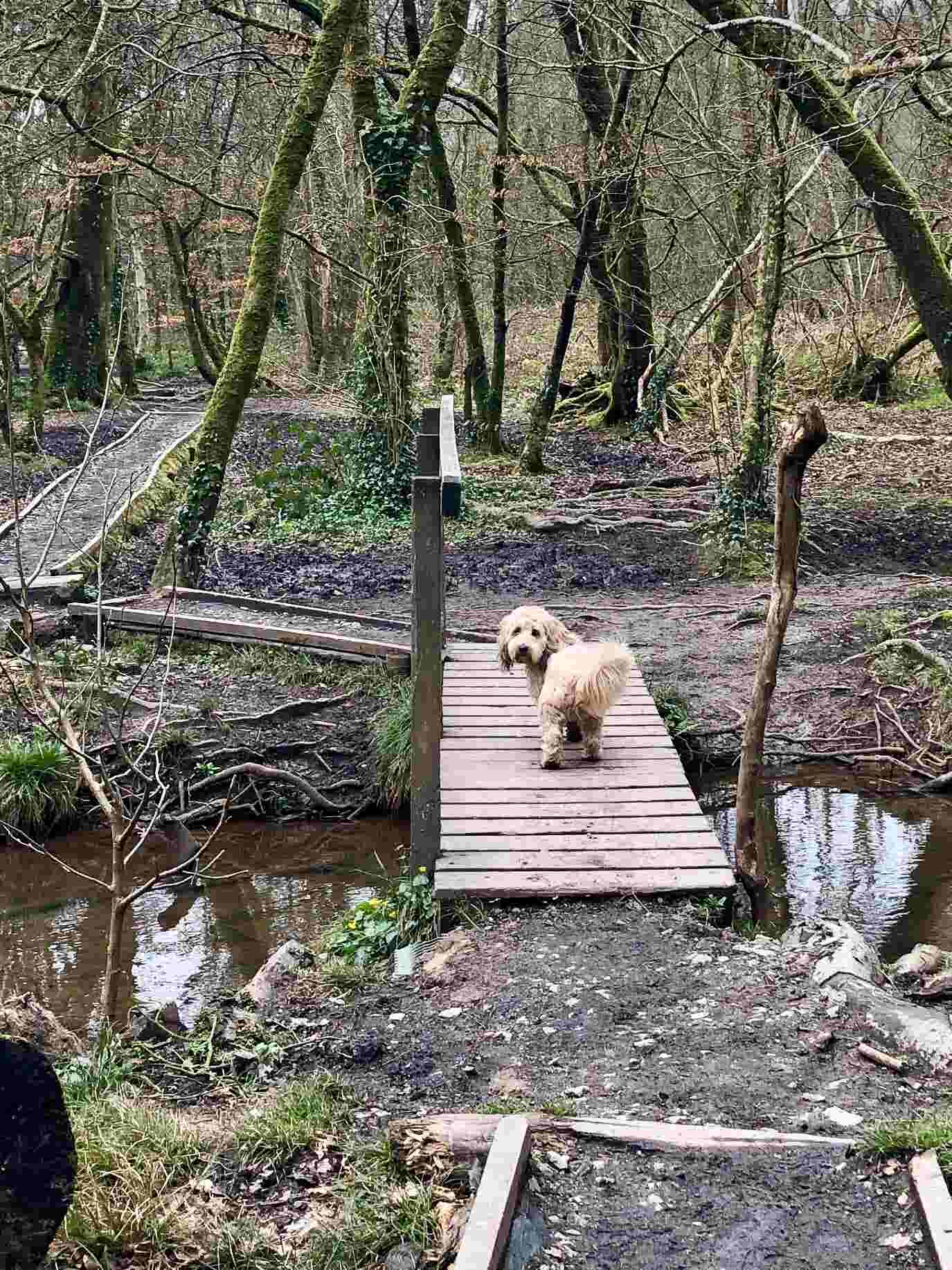 Dog at dog-friendly Kings Wood in Cornwall