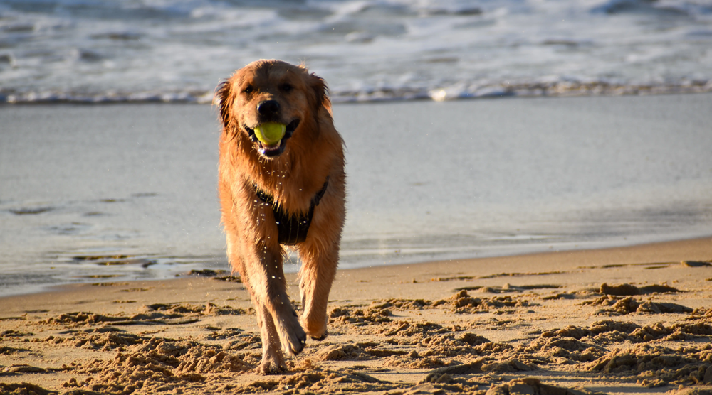 Dog on beach