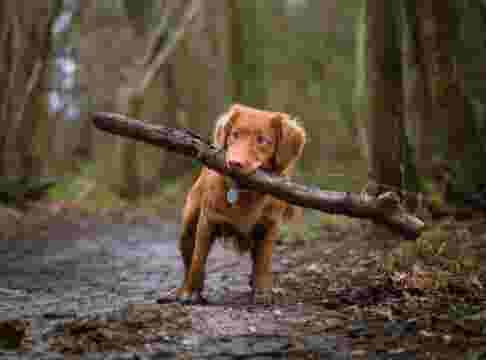 Dog walk stick