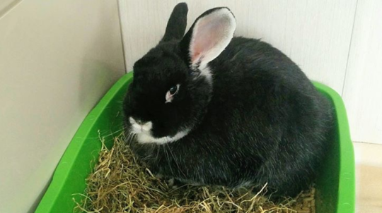 Rabbit