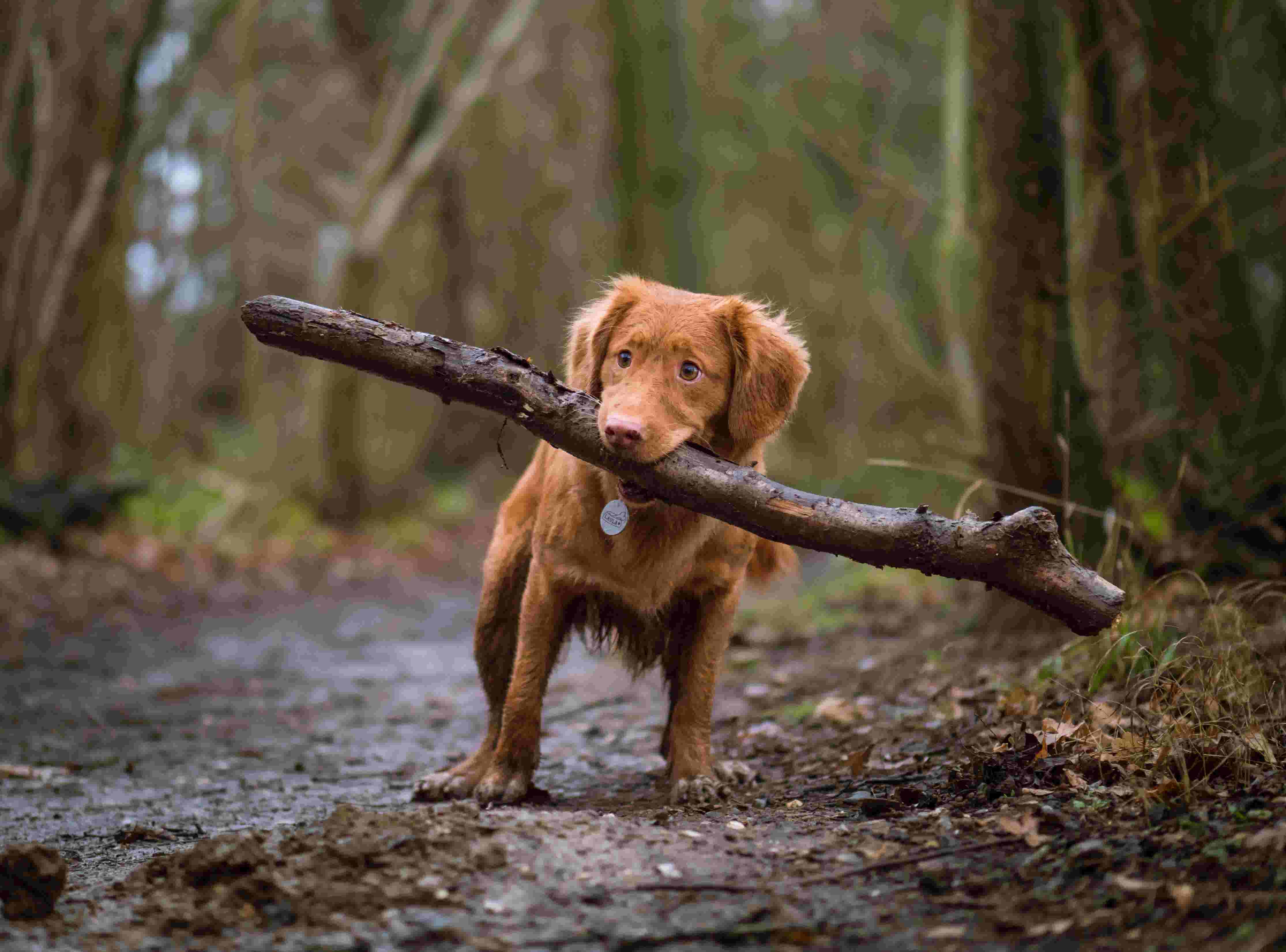Dog walk with a stick