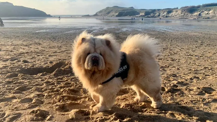 Dog on beach