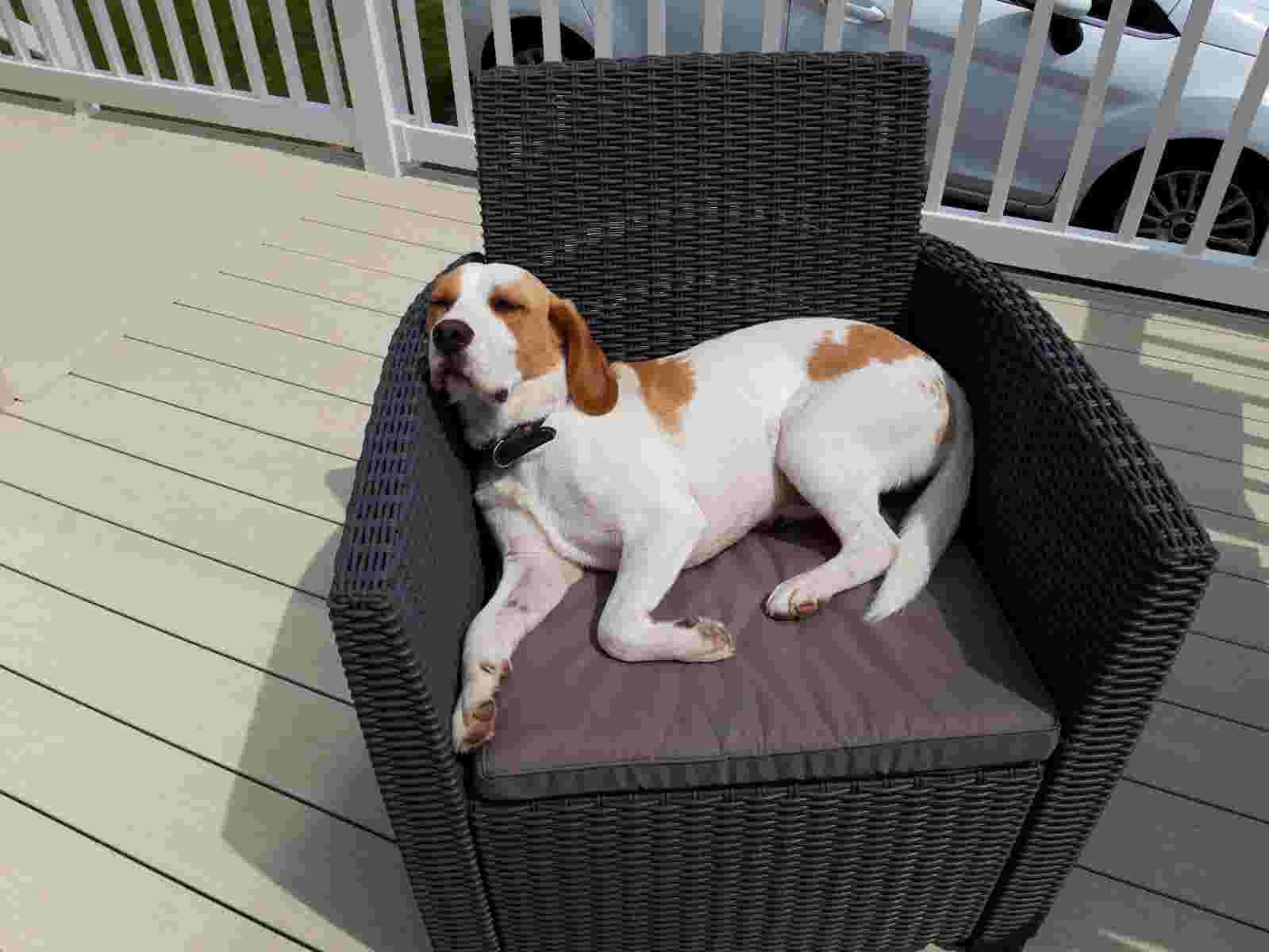 Tilly the dog at Pentire Holiday Park in Bude, Cornwall