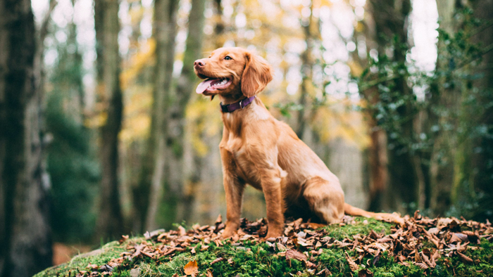 Dog walking in forest