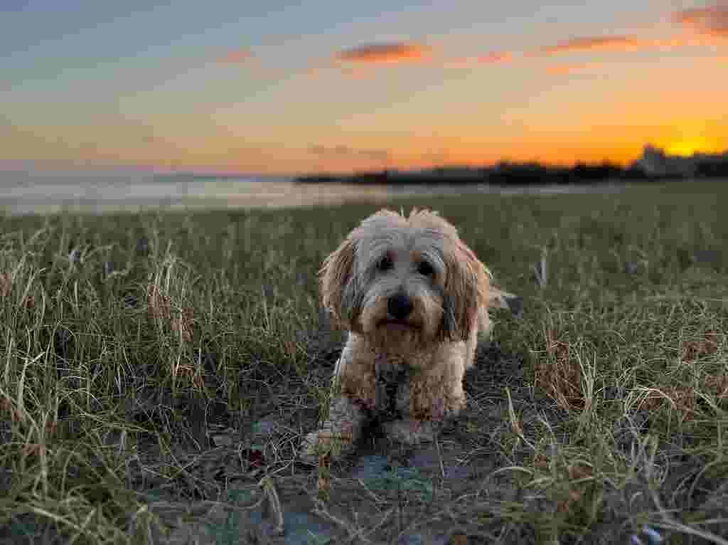 Dog on Par Beach