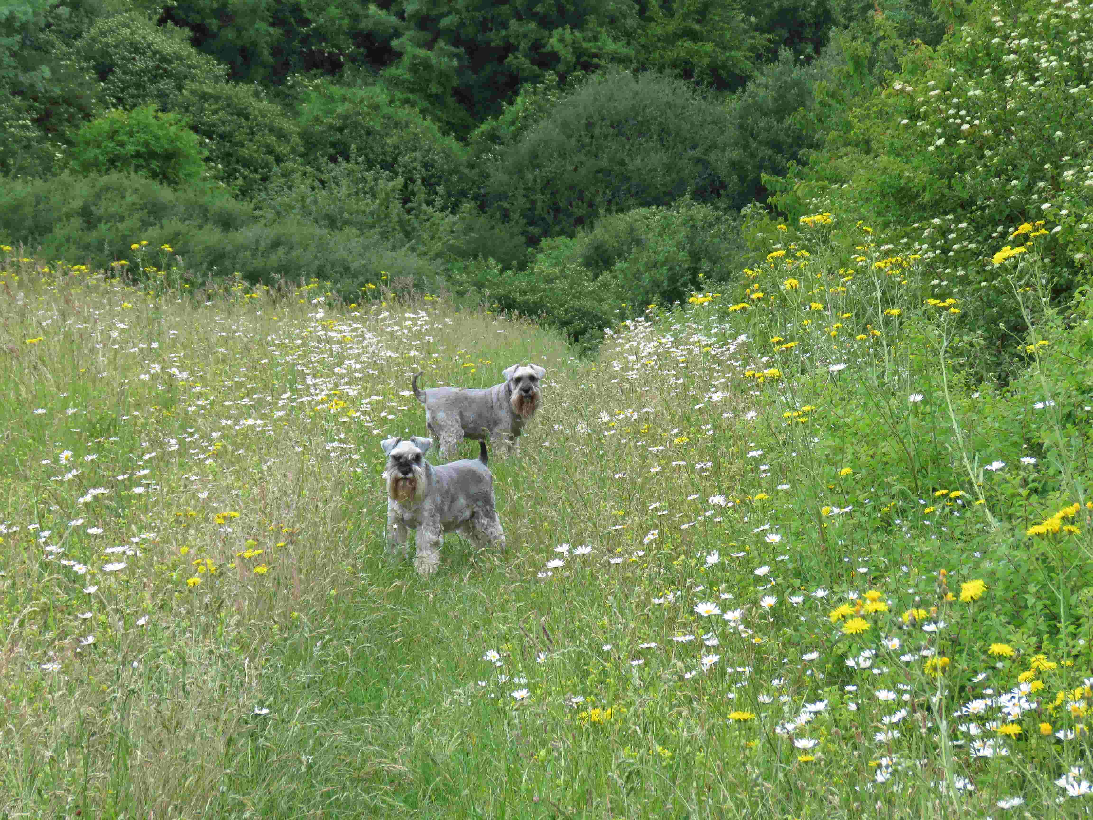 Dogs in field