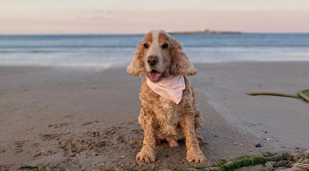 Oscar on Amble Beach