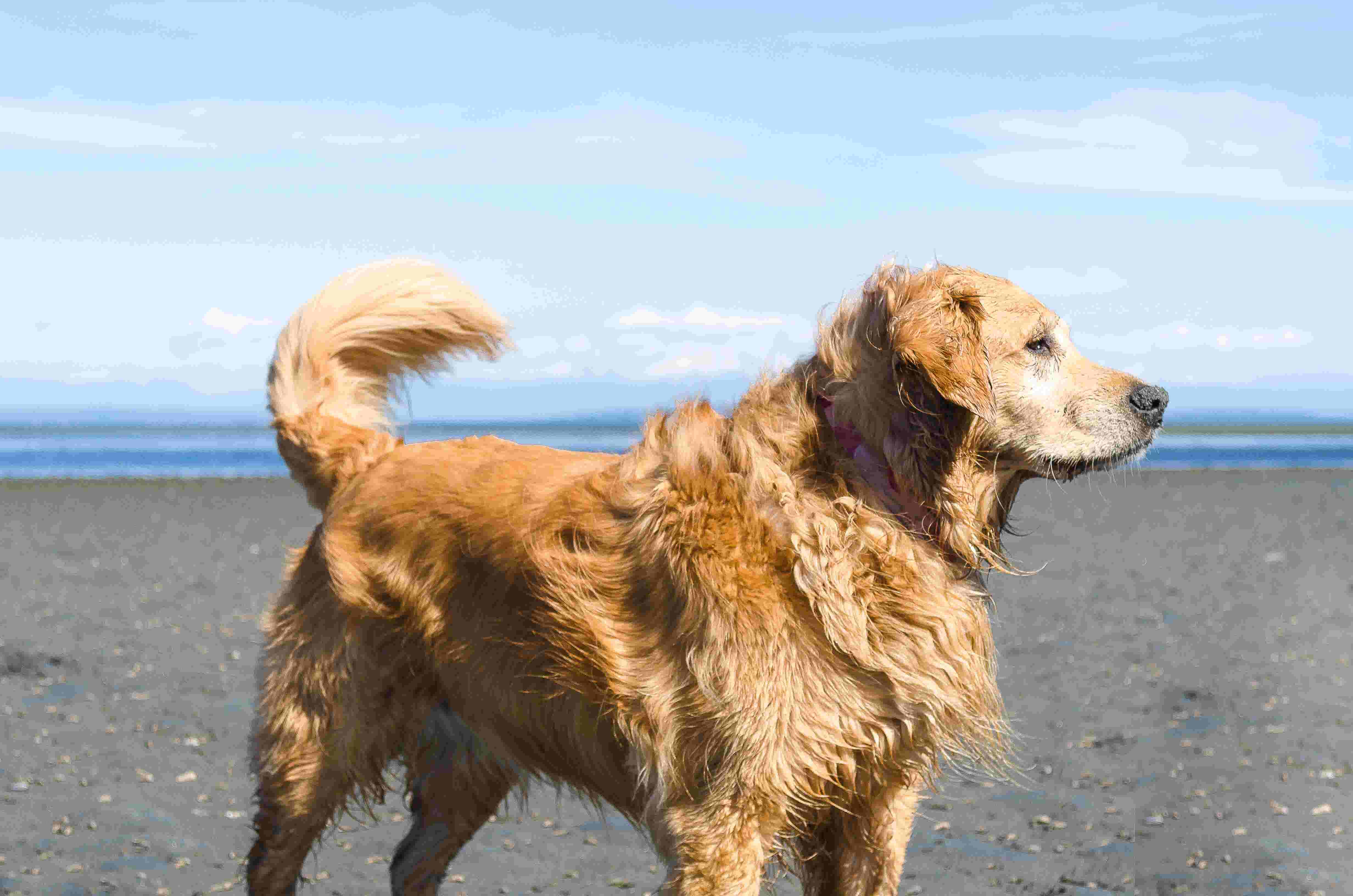 Golden retreiver on the beach