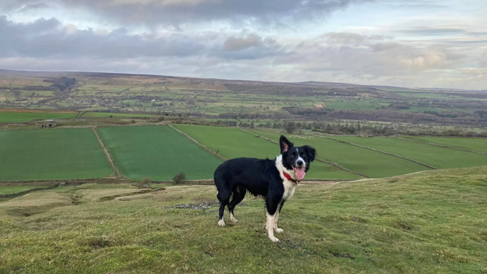 Dog in the Yorkshire Dales