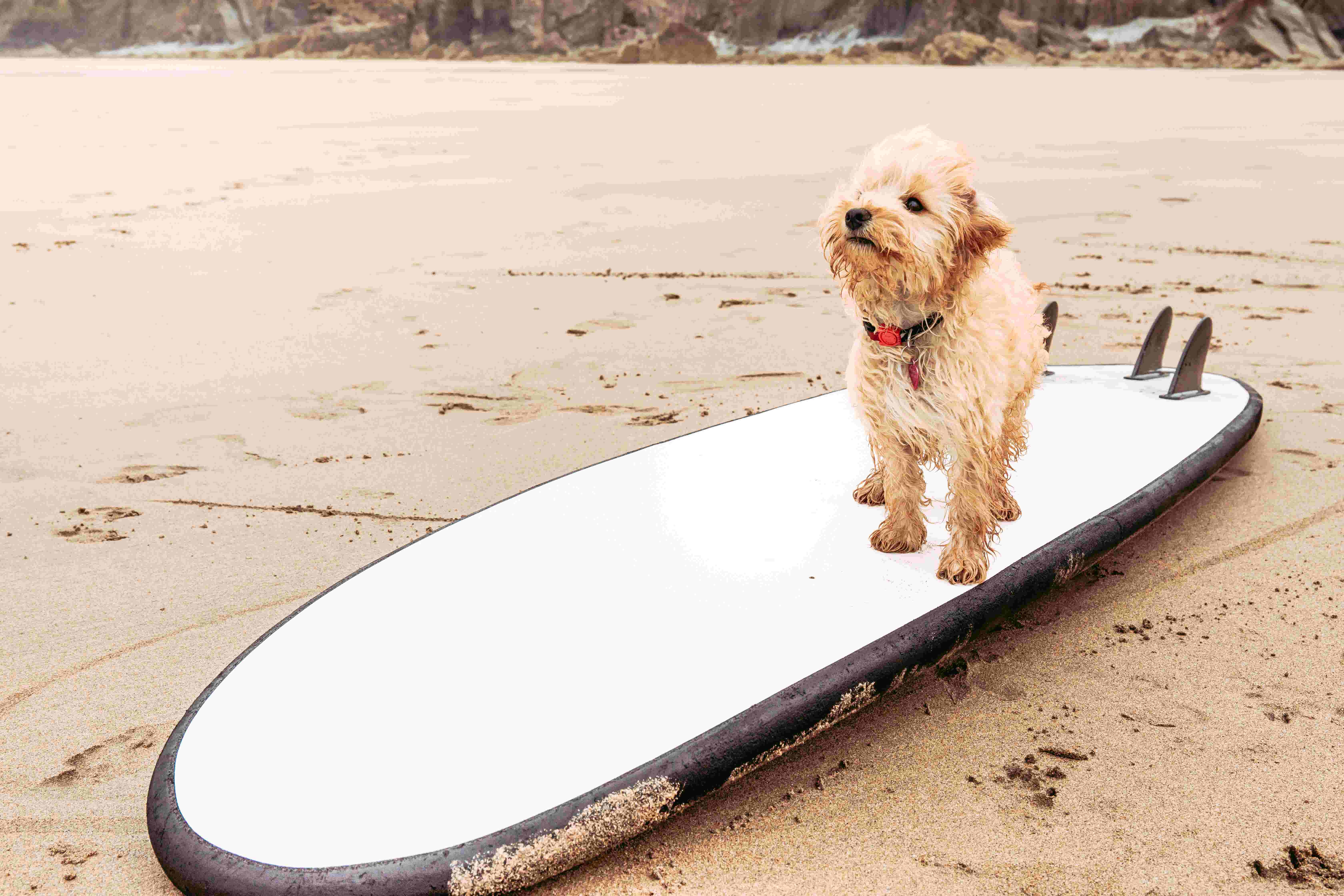 Dog on surfboard