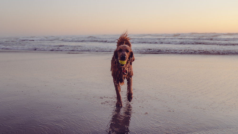 Dog on the beach