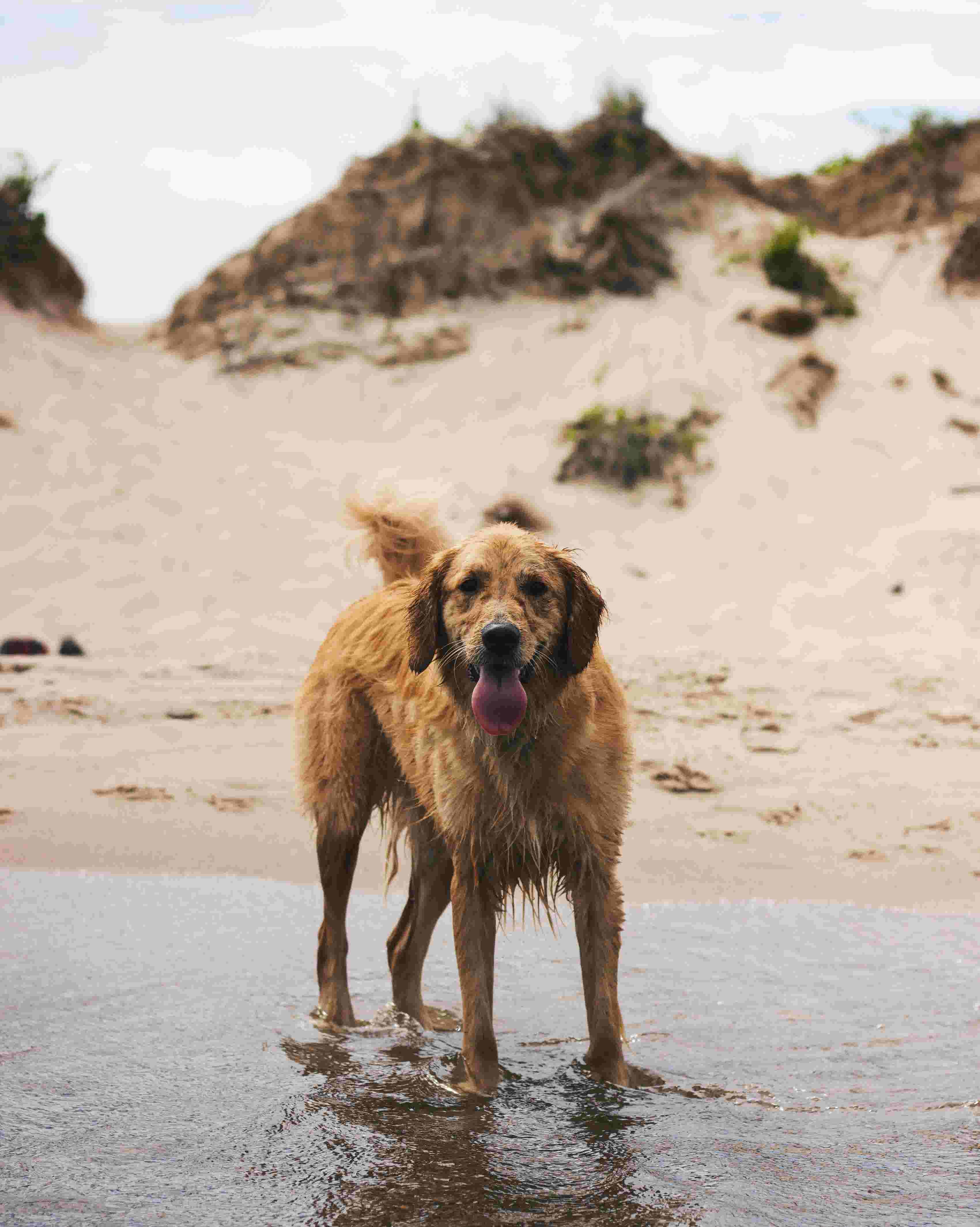 Dog on the beach 