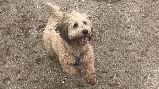 Alfie the dog on Par Beach