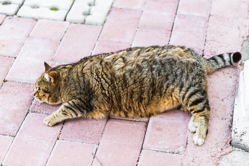 Apple hits back at money-grabbing EU fat cats