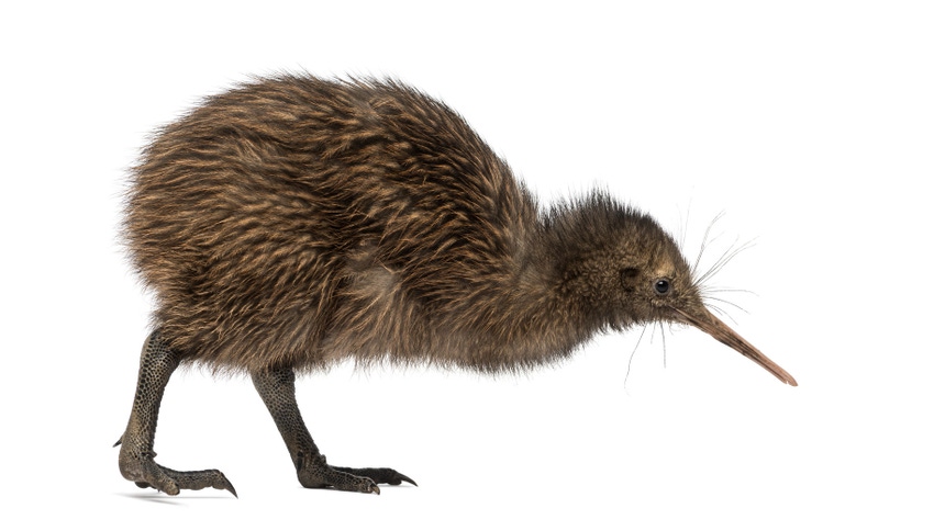 Huawei gets cozy with the Kiwis